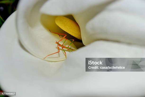 Foto de Insetto Stecco Nella Calla e mais fotos de stock de Amarelo - Amarelo, Aro, Bicho-Pau