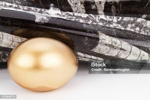 Huevos De Oro Antigua Y Pulido Orthoceras Fósil Foto de stock y más banco de imágenes de Ahorros - Ahorros, Aspiraciones, Blanco - Color