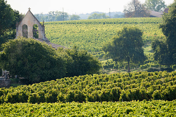 istock Vineyards of Saint Emilion, Bordeaux vineyard 477645905