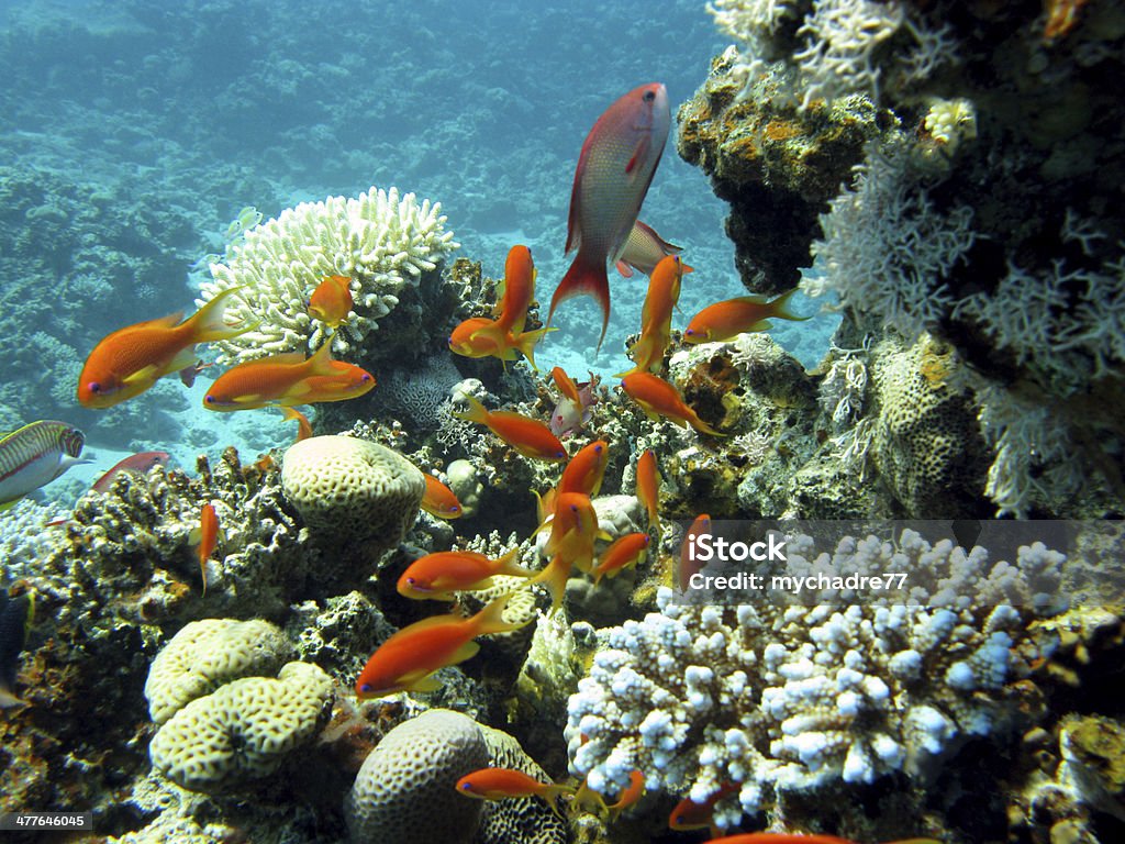 colorful coral reef with fishes Anthias in tropical  sea coral reef with exotic fishes Anthias at the bottom of tropical sea on blue water background Africa Stock Photo