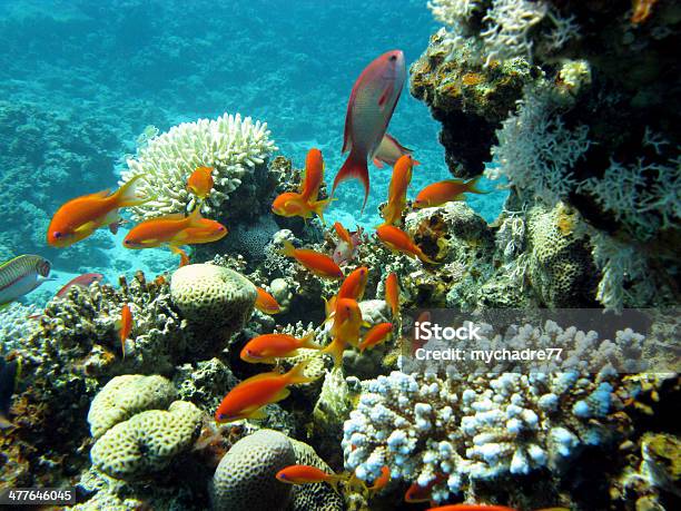 Colorful Coral Reef With Fishes Anthias In Tropical Sea Stock Photo - Download Image Now
