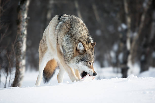 wolf mangiare carne nella neve - wolf norway woods winter foto e immagini stock