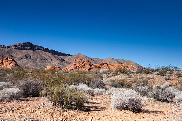 istock Mojave Desert Landscape, Nevada 477649553