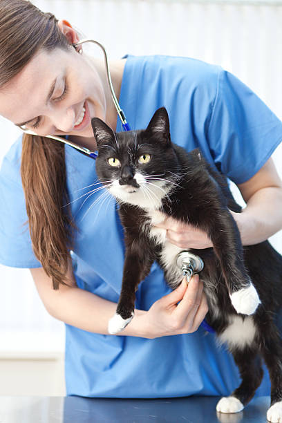 vétérinaire avec le chat de médecine vétérinaire animaux de compagnie clinic hospital - vet domestic cat veterinary medicine stethoscope photos et images de collection