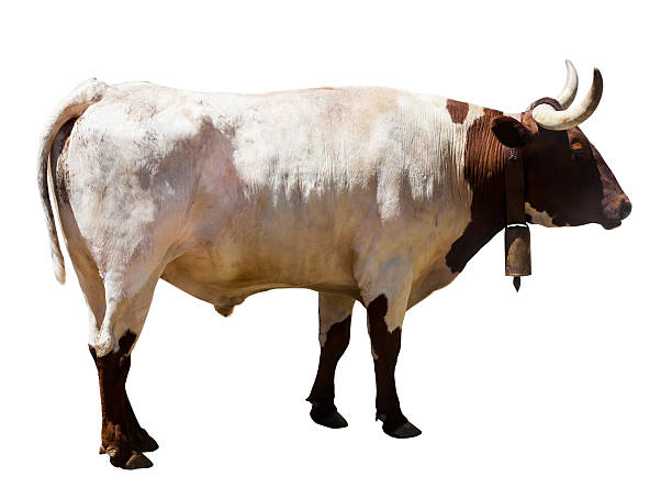 istock Adult white and brown bull 477650711
