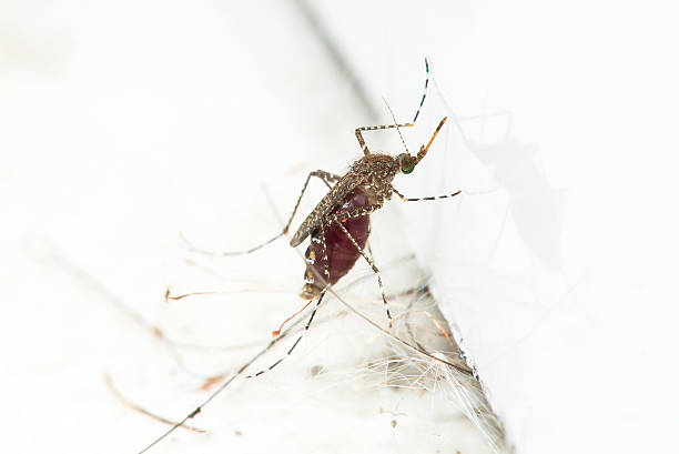 istock mosquito drinks blood out of man 477651170