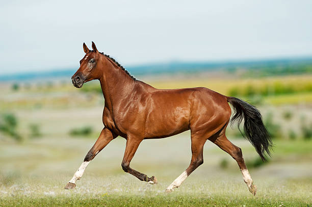 istock dressage horse 477651273
