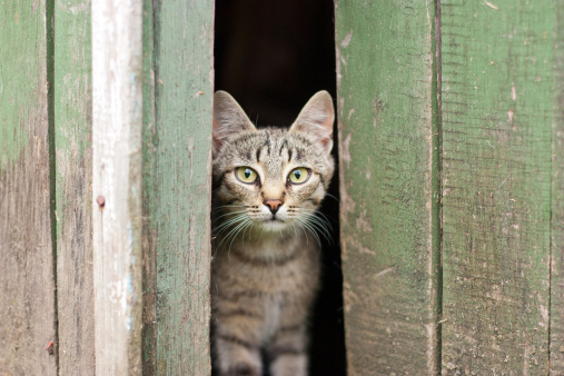cat looks scared of a wooden barn
