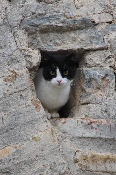 istock black and white two-tone cat sheltering from the rain 477651307