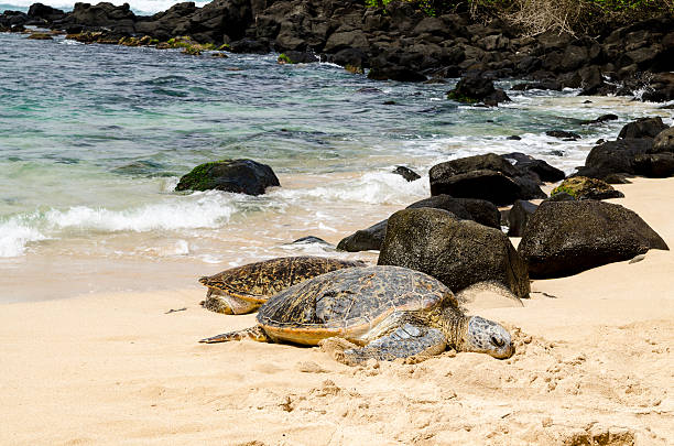 istock Green turtles on the beach 477651410