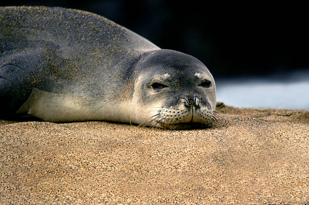istock Eyed by a Monk Seal 477651757