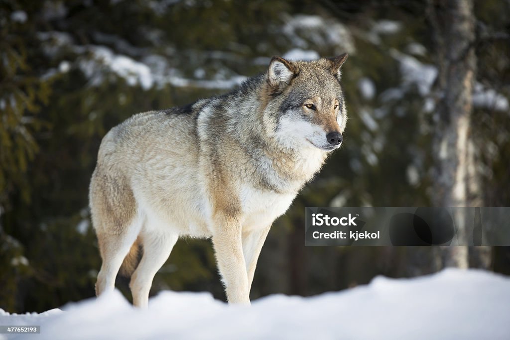 Lobo en puesta de sol - Foto de stock de Lobo libre de derechos