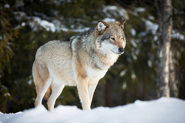 wolf al tramonto - wolf norway woods winter foto e immagini stock