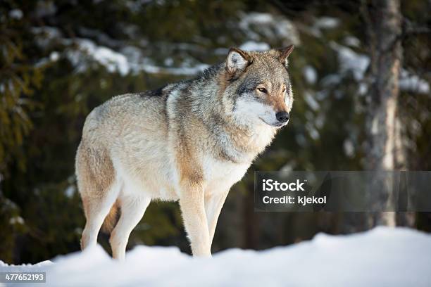 Foto de Lobo No Pôrdosol e mais fotos de stock de Lobo - Cão Selvagem - Lobo - Cão Selvagem, Neve, Orgulho