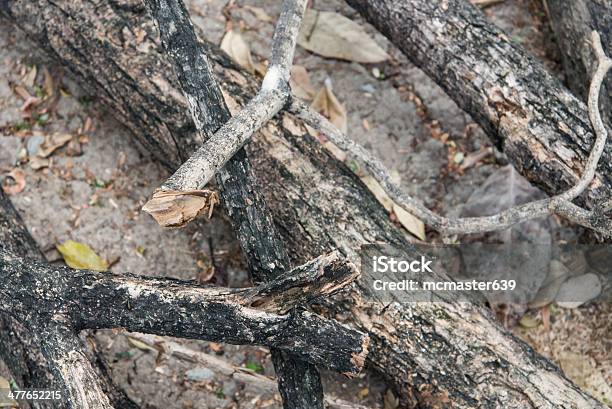 Madera Foto de stock y más banco de imágenes de Abstracto - Abstracto, Abundancia, Aire libre