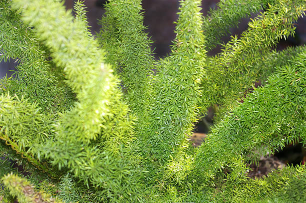 Asparagus Fern – zdjęcie