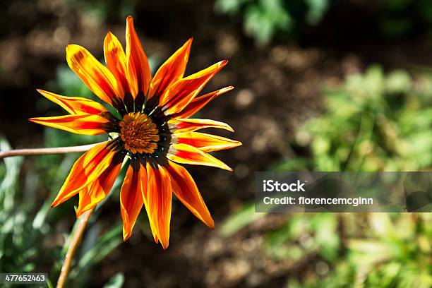 Bright Orange Daisy In Garden Stock Photo - Download Image Now - Arizona, Beauty In Nature, Blossom