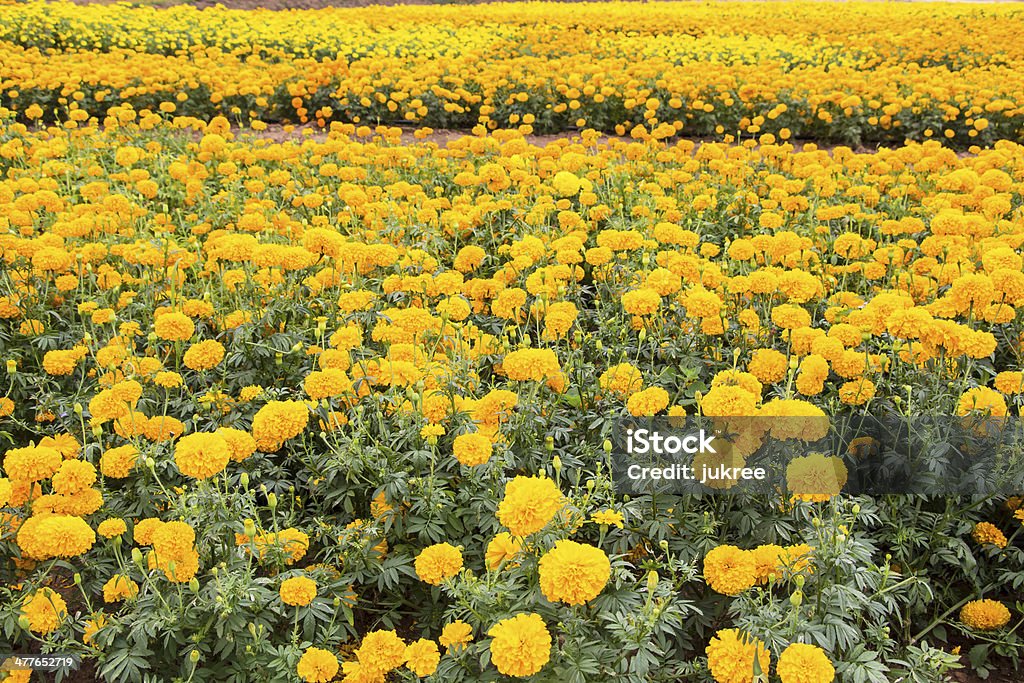 Studentenblume Blumen Feld - Lizenzfrei Aster Stock-Foto