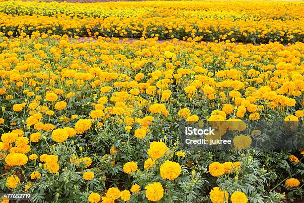 Marigold Flores De Campo Foto de stock y más banco de imágenes de Áster - Áster, Aire libre, Amarillo - Color