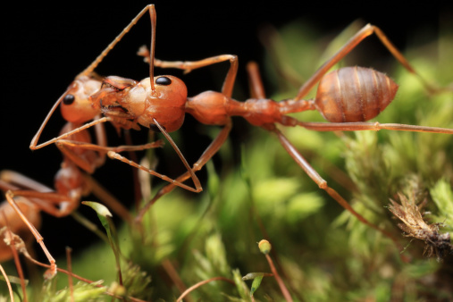 Red weaver ant