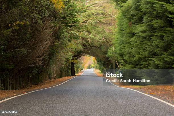 Strada Di Campagna - Fotografie stock e altre immagini di Albero - Albero, Albero sempreverde, Ambientazione esterna