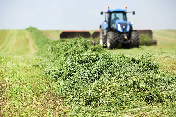 A tractor is towing a merger on a cut alfalfa (hay) field. The merger brings mowed rows together into a windrow for chopping or baling.