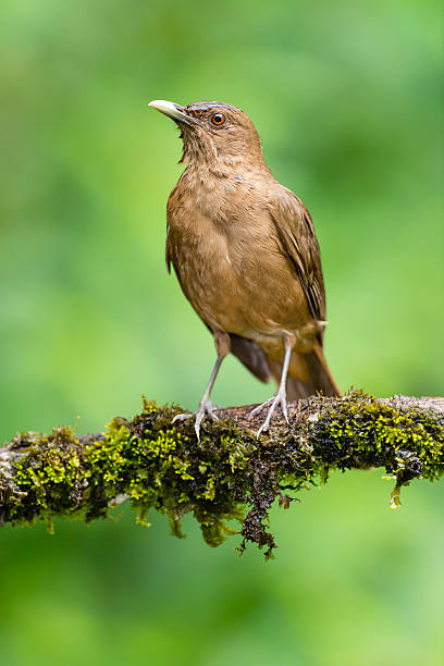 istock Clay-Colored Robin, Costa Rica national bird, brown 477659376