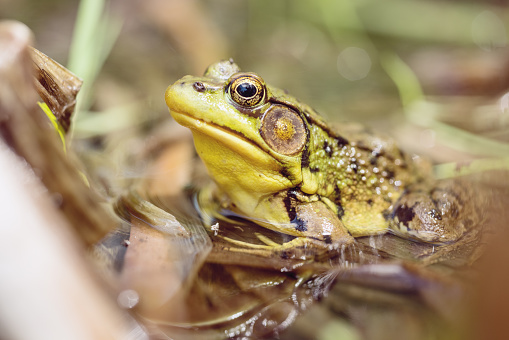 A green marsh frog (Pelophylax ridibundus) sits in the water among the vegetation at the edge of a lake.