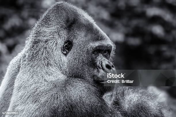 Gorila Branco Em Preto - Fotografias de stock e mais imagens de Gorila - Gorila, Macaco, Macaco antropoide