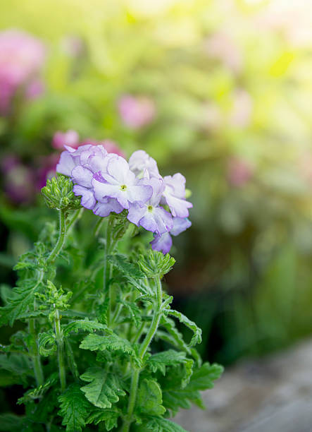 Blue flowers on garden background, outdoor