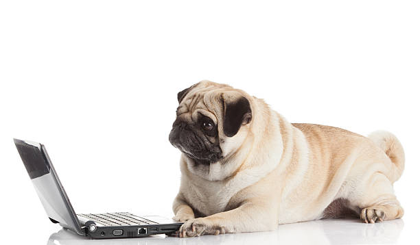 istock Pug Dog with laptop. 477662723