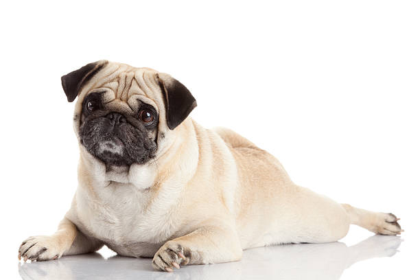 istock pug dog isolated on a white background 477662733