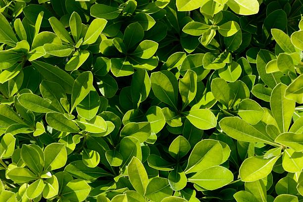 istock Pittosporum 477662748