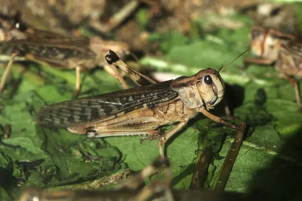 Photo of Desert locust (Schistocerca gregaria).