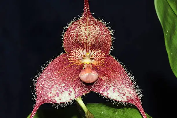 Orchid flower of a Andean species that is found on the western cordillera in Risaralda, Colombia.