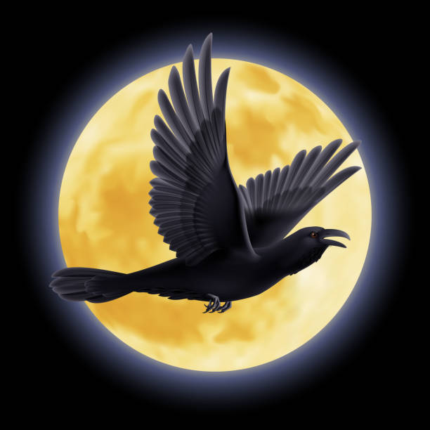 illustrazioni stock, clip art, cartoni animati e icone di tendenza di nero corvino - bird flying inside of crow