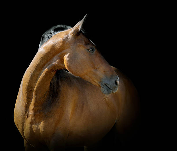 istock bay horse on black 477663543