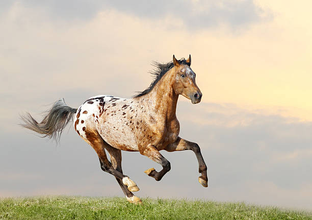 istock appaloosa stallion 477663597