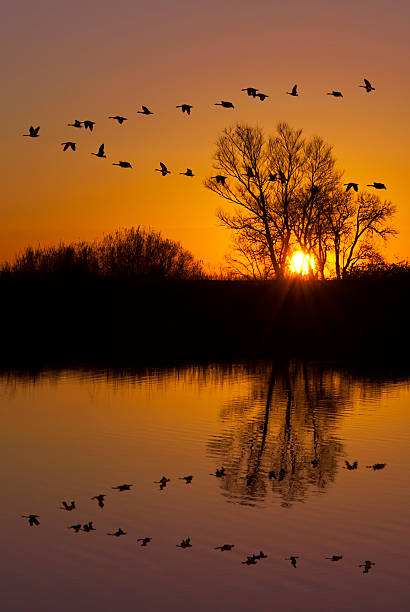 istock Wild Geese on an Orange Sunset 477664233