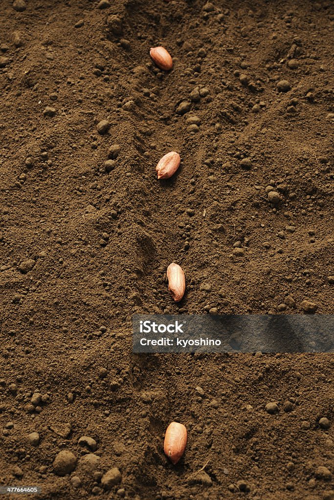 列の種まきピーナッツシードの肥沃な - 植えるのロイヤリティフリーストックフォト