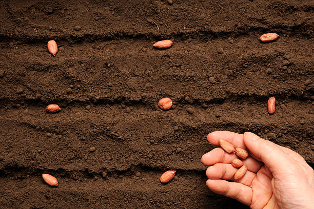 istock Row of sowing peanut seed on fertile soil 477665299