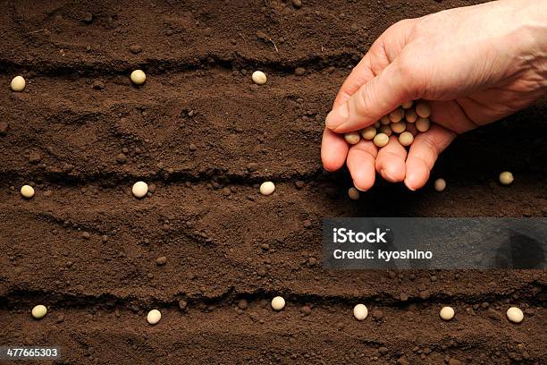 種まき大豆シード - 種のストックフォトや画像を多数ご用意 - 種, 植える, 大豆