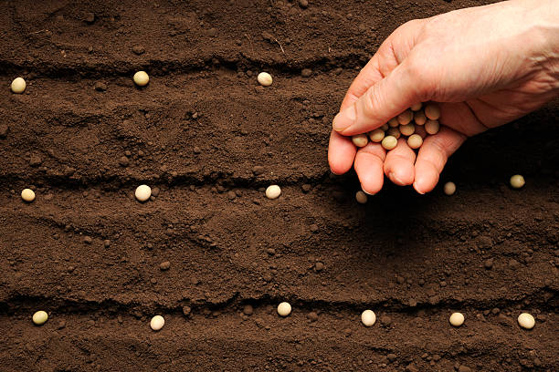 Row of sowing soybean bean seed on fertile soil