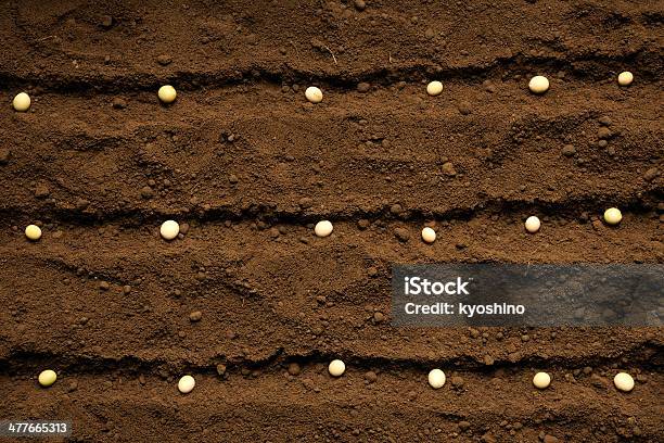 列の種まき大豆シードの肥沃な - 種のストックフォトや画像を多数ご用意 - 種, 土, オーガニック