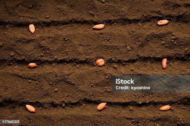 種まきピーナッツシード - 食品 ピーナッツのストックフォトや画像を多数ご用意 - 食品 ピーナッツ, 植える, 土