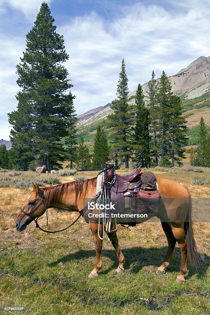 Montagne en selle de cheval - Photo de Article de sellerie libre de droits