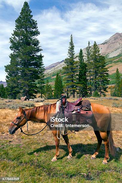 Foto de Montanha De Sela De Cavalo e mais fotos de stock de Alforje - Alforje, Animal, Artigo de Selaria