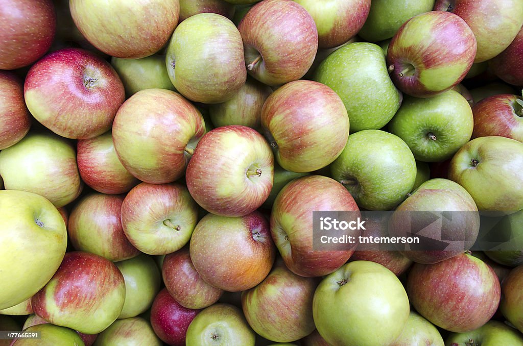 Manzanas en Harvest - Foto de stock de Agricultura libre de derechos