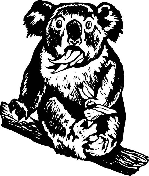 koala munching leaves, surprised koala vector art illustration
