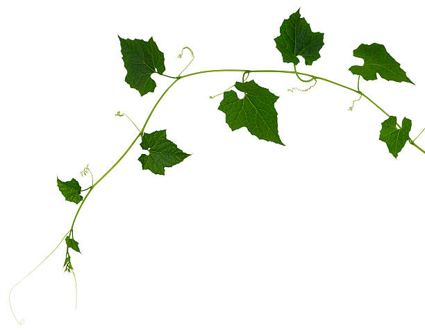 istock Climbing plant isolated on white. 477666154